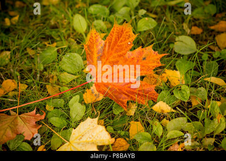 In der Nähe der bunten Farben Rot und Grün, Herbst mit Maple Leaf fallen im Moos Rasen. Saison ändern. Natur Herbst Ahorn Blätter fallen bunte, Orange, Gelb, Gold. Platz kopieren Stockfoto
