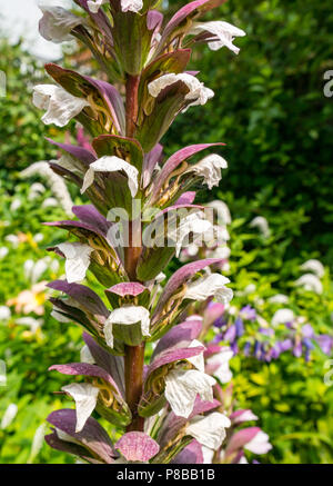 Blühende Blumen in London Sommergarten, mit Acanthus mollis, Austernpflanzen, Großbritannien Stockfoto