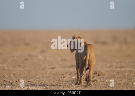 Etosha Löwe patrouillieren Savanne Stockfoto