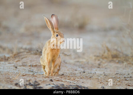 Kap hase Porträt im Kgalagadi Stockfoto