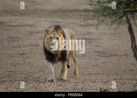 Schwarz maned Wüste Kalahari Lion Portrait Stockfoto