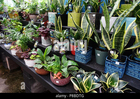 Auswahl von Zimmerpflanzen in dekorativen Töpfe Stockfoto