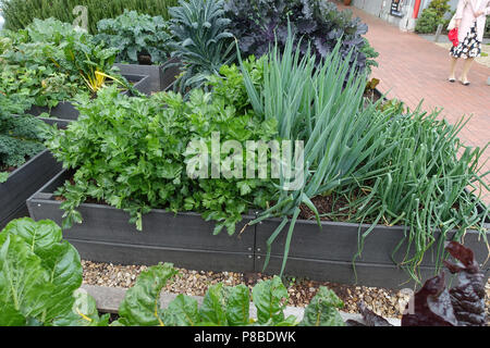 Wachsende Frühlingszwiebel und apium graveolens oder als Sellerie auf einem Gemüsebeet bekannt Stockfoto
