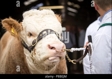 Eine britische Simmentaler Stier, einen von 8.500 Tieren in der Großen Yorkshire Show in Harrogate konkurrieren. Stockfoto
