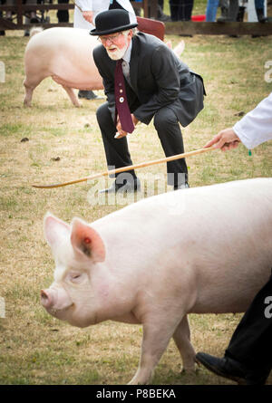 Schweine sind während der Eröffnung Tag der Großen Yorkshire Show in Harrogate beurteilt. Stockfoto