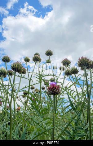 Zu Artischocken Blüte im Garten Grenze Stockfoto