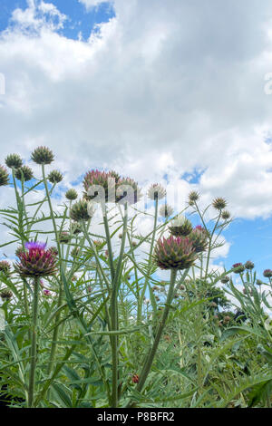 Zu Artischocken Blüte im Garten Grenze Stockfoto