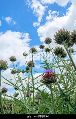 Zu Artischocken Blüte im Garten Grenze Stockfoto