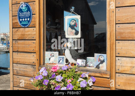 Anstruther Tourismus - Papageientaucher in das Fenster des Buchungsbüro für Insel können Bootsfahrten, Anstruther, Fife, Schottland, Großbritannien Stockfoto