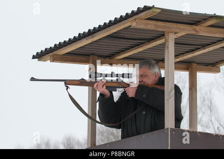 Big Game Hunter im Ansitz zielen und schießen Rehe im Wald während der Jagdzeit Stockfoto