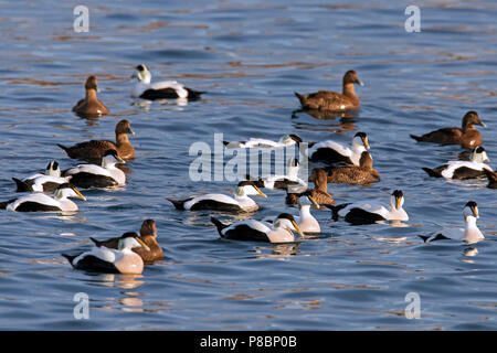 Gemeinsame Eiderente (Somateria Mollissima) Herde mit Männchen und Weibchen schwimmen im Meer Stockfoto