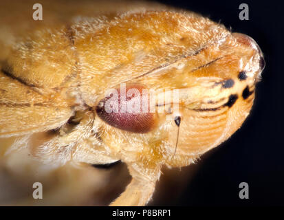 Grüne Brennessel Rüsselkäfer, Phyllobius Pomaceus Gyllenhal, hohe Makro-Ansicht von Gesicht und Mund Stockfoto