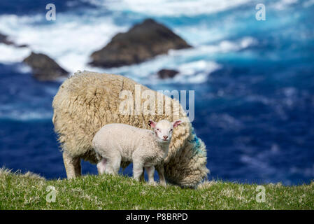 Weiße Schafe Mutterschaf und Lamm mit beschädigten Ohren Weide Gras am Meer auf einer Klippe am Naturschutzgebiet Hermaness, Unst, Shetlandinseln, Schottland, Großbritannien Stockfoto