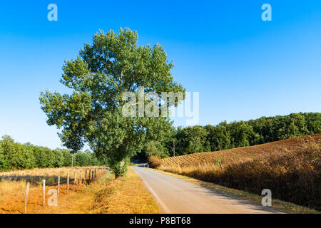 Land Straße mit Bäumen in der Nähe von Massa Marittima in der Toskana, Italien, flankiert Stockfoto