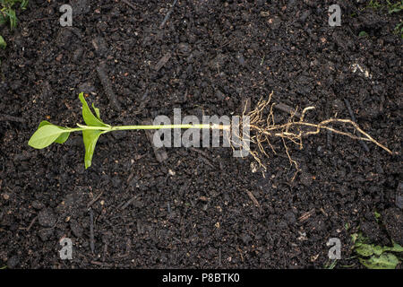 Setzling in einem Haufen Erde Stockfoto