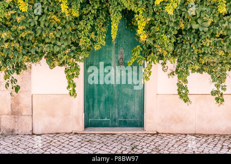 Dicke Decke von Holunder und Ivy Green Leaf mit der Spitze eines Wetter abgenutzt aus Holz grün lackiert Tür mit einem Metall schwarz Türklopfer. Stockfoto