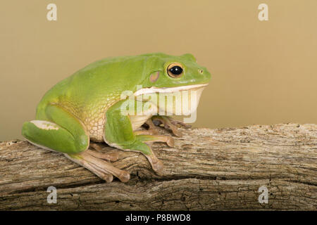 Weiß lippig Laubfrosch (Litoria infrafrenata) Stockfoto