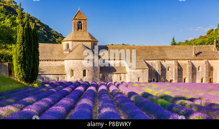 Die romanische Zisterzienser Abtei Notre-Dame von Senanque inmitten von blühenden Lavendel-Felder, in der Nähe von Gordes, Provence, Frankreich Stockfoto