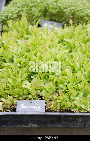 Micro Kräuter wachsen in flachen Schalen. Stockfoto