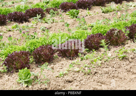 Lactuca Sativa. Bio Kopfsalat wächst in einem Feld. Stockfoto