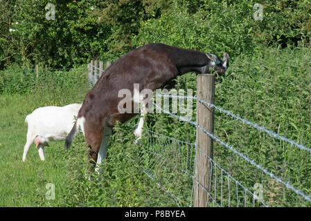 Ein toggenburg Kreuz, schwarz-weiße Ziege, die versuchen, auf Brennesseln und andere Pflanzen in einem angrenzenden Feld Berkshire zu füttern, Juni Stockfoto