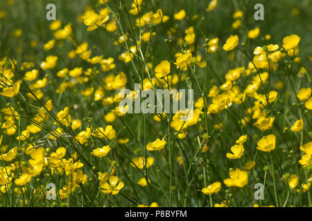 Leuchtend gelbe Blüten von Feld Ranunkeln, Ranunculus acris, mit anderen Wiese Blumen im Sommer, Berkshire Stockfoto