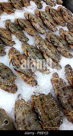 Schönes Bild von Blue Schwimmer Krabben (Portunus armatus) in thailändischen Markt Stockfoto