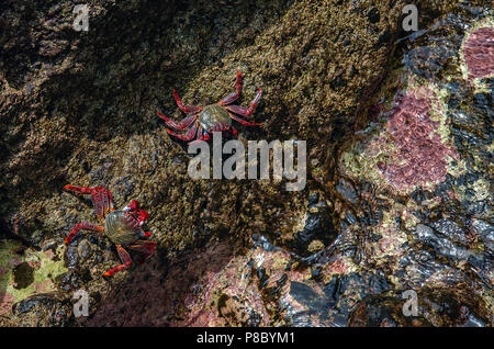 Zwei bunte Lightfoot Krabben (Grapsus adscensionis) auf rosa, grün und schwarz Felsen im Nationalpark der Insel Madeira, Portugal. Selektive foc Stockfoto