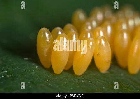 Eier von Harlekin Marienkäfer, Harmonia axyridis, auf eine Erdbeere Blatt Stockfoto