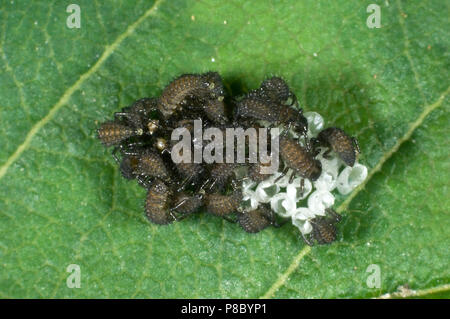 Neu Harlequin ladybird geschlüpft, Harmonia axyridis, noch Larven mit einem Floß der leeren ei Fälle, Juni Stockfoto
