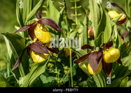 Schöne Bush von seltenen gelben Blüten der Venus Frauenschuh (Cypripedium calceolus) Familie der Orchideen im grünen Gras closeup im Sonnenlicht Stockfoto