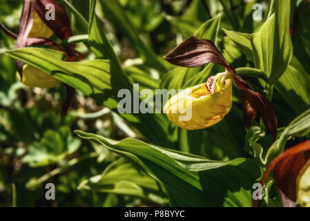 Schöne Bush von seltenen gelben Blüten der Venus Frauenschuh (Cypripedium calceolus) Familie der Orchideen im grünen Gras closeup im Sonnenlicht Stockfoto