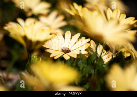 Gelbe spanisch Daisy zwischen einem bokeh Unschärfe der anderen Spanisch Gänseblümchen im Garten zwischen etwas Gras. Der Fokus liegt auf der Daisy in der Mitte. Stockfoto