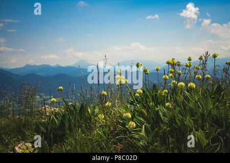 Gelbe Blumen auf dem Berg mit den Alpen im Hintergrund an einem Sommertag in Bayern Deutschland Stockfoto