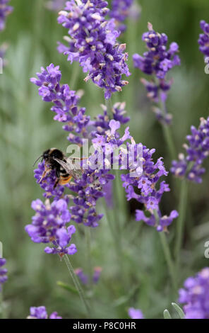 Berlin, Deutschland, Erntete mason Biene sammelt Nektar aus einem Lavendel Blume Stockfoto