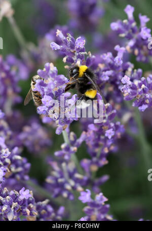 Berlin, Deutschland, Honey Bee und dunklen Hummel sammeln Nektar aus einem Lavendel Blume Stockfoto