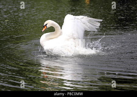 Berlin, Deutschland, Hoeckerschwan schlagen im Wasser mit den Flügeln Stockfoto