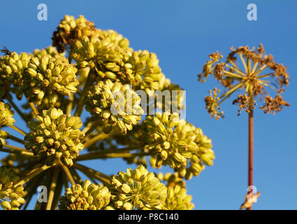 Sea Garden Angelica Angelica archangelica litoralis, an der Küste der Insel Gotland in Schweden. Stockfoto