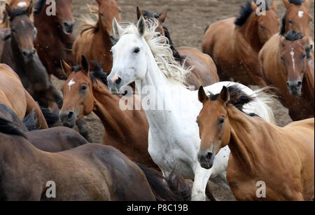 Die verzierte Ganschow, Pferde auf der Koppel galoppieren. Stockfoto