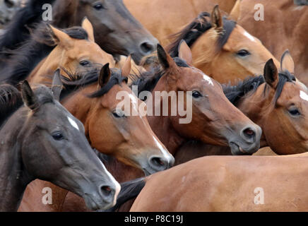 Die verzierte Ganschow, Pferde auf der Koppel galoppieren. Stockfoto