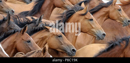 Die verzierte Ganschow, Pferde auf der Koppel galoppieren. Stockfoto