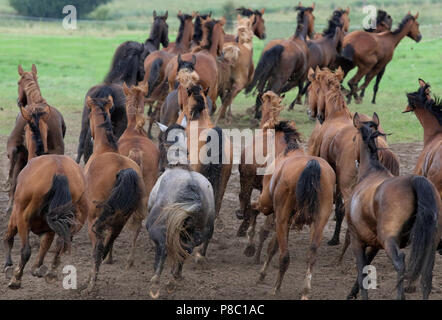 Die verzierte Ganschow, Pferde auf der Weide galoppieren. Stockfoto