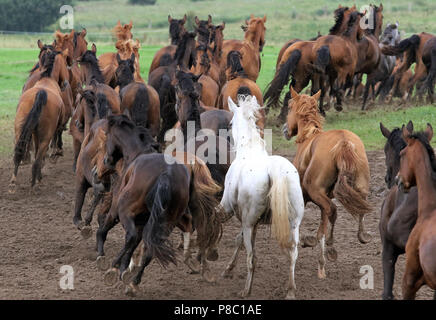 Die verzierte Ganschow, Pferde auf der Weide galoppieren. Stockfoto