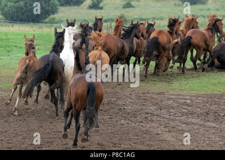 Die verzierte Ganschow, Pferde auf der Weide galoppieren. Stockfoto