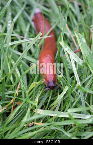 Hoppegarten, Deutschland, Rot Slug im Gras Stockfoto