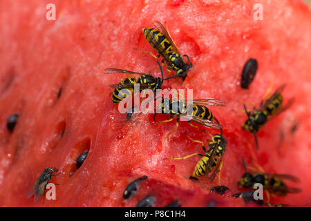 Torre Alfina, Italien, Wespen nagen auf ein Stück Wassermelone Stockfoto