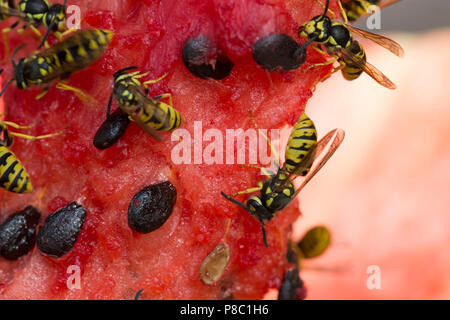 Torre Alfina, Italien, Wespen nagen auf ein Stück Wassermelone Stockfoto