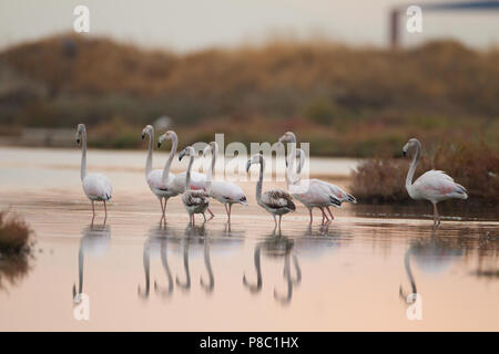 Flamingos Sonnenuntergang Stockfoto