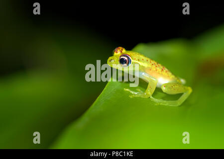 Rote gestrichelte Frosch - Boophis bottae, schöne nächtliche endemisch Frosch aus Madagaskar Wälder, Andasibe. Stockfoto