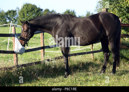 Gestüt Westerberg, Pferd schnüffelt neugierig auf der Weide auf eine Reinigung Tasche Stockfoto